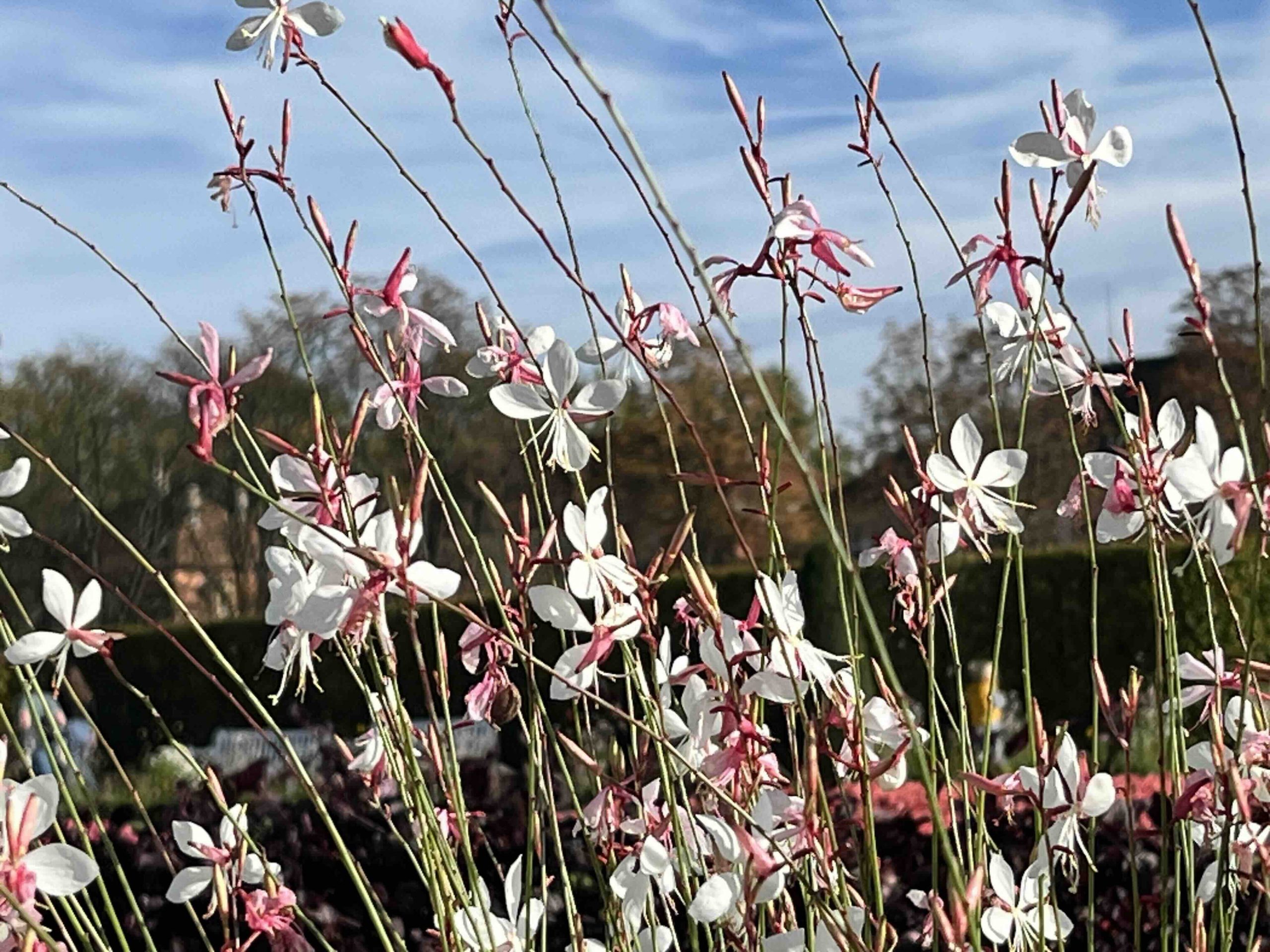 flourishing, aufblühen, positive psychologie